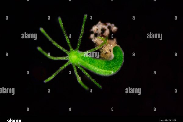 Ссылка на кракен тор kraken014 com