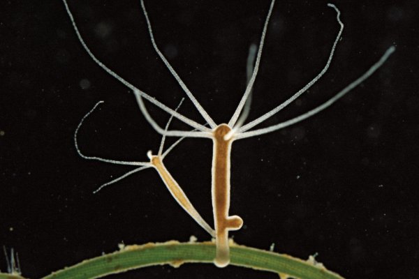 Кракен зеркало на тор